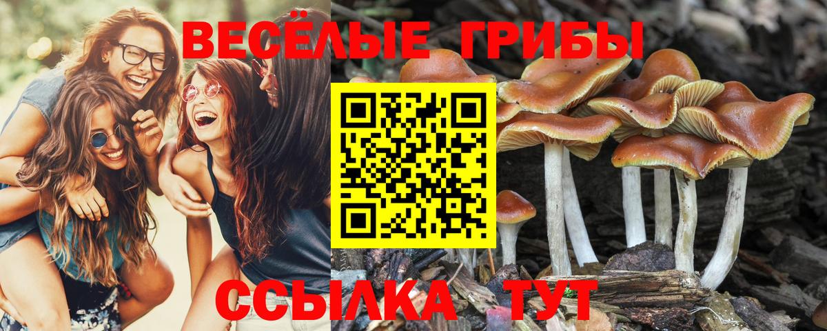 Псилоцибиновые грибы Psilocybine cubensis Еманжелинск